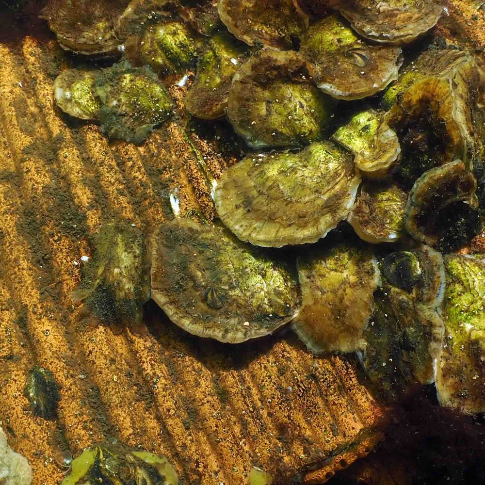 @oysterheaven2 avatar