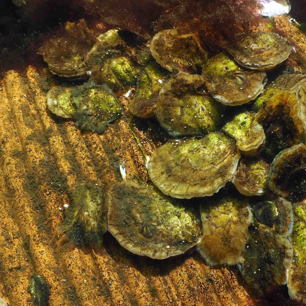 @oysterheaven avatar