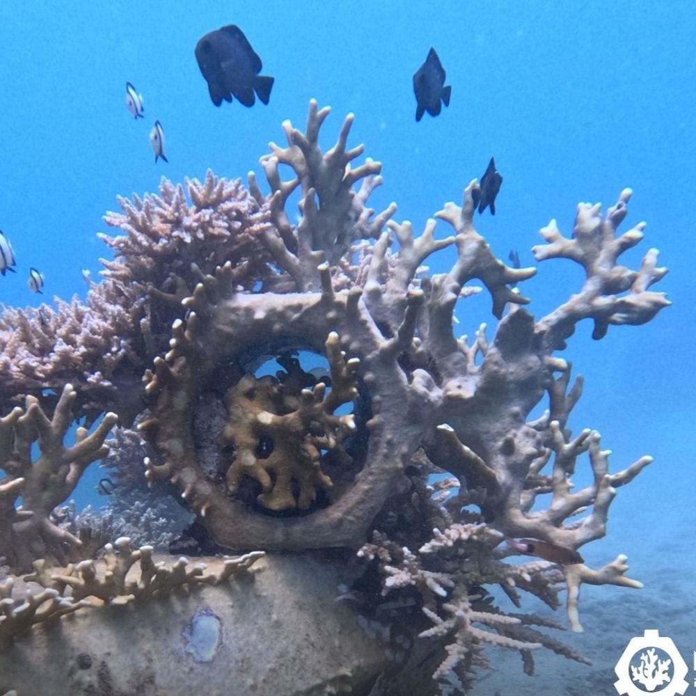 @reefystems avatar