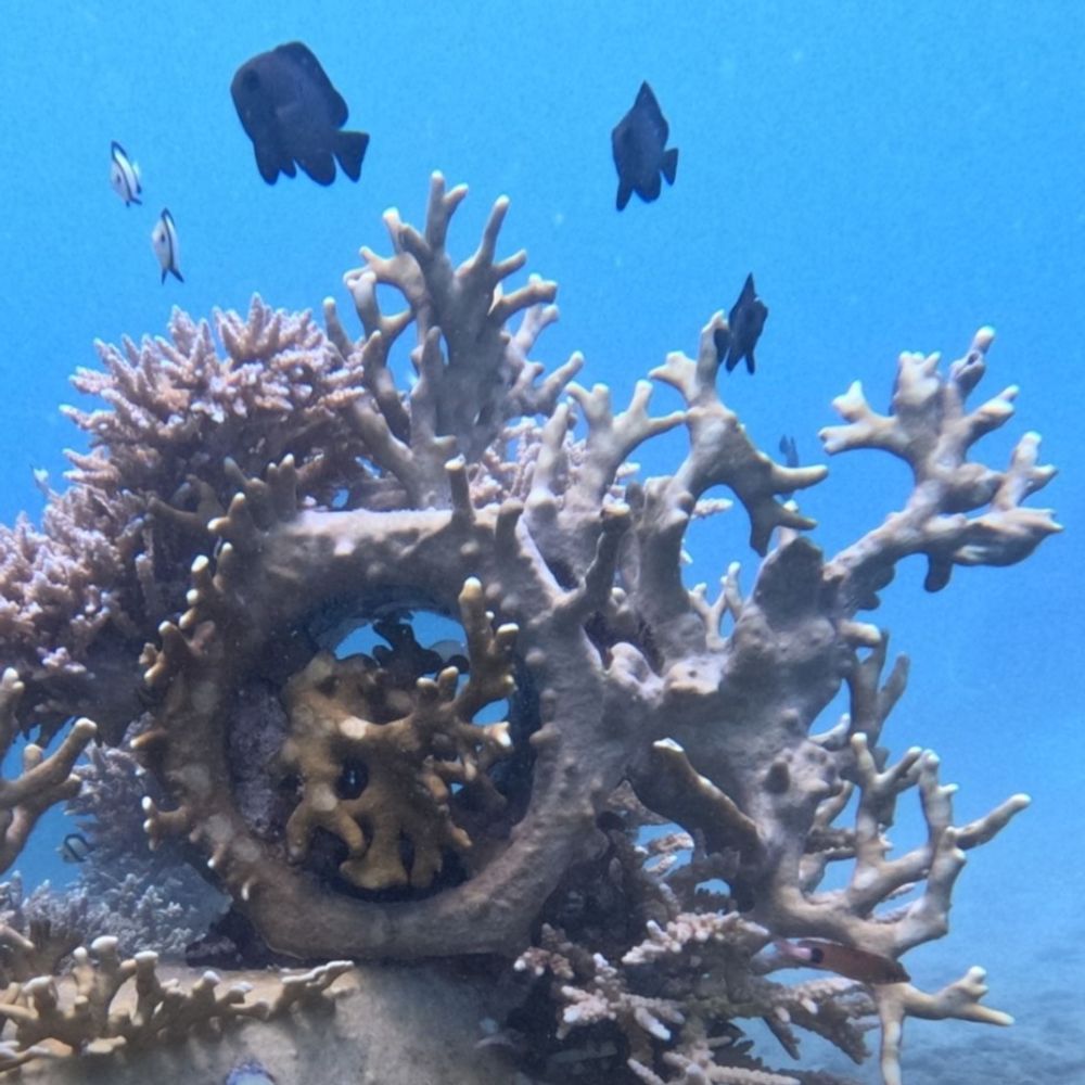 @reefsystems avatar