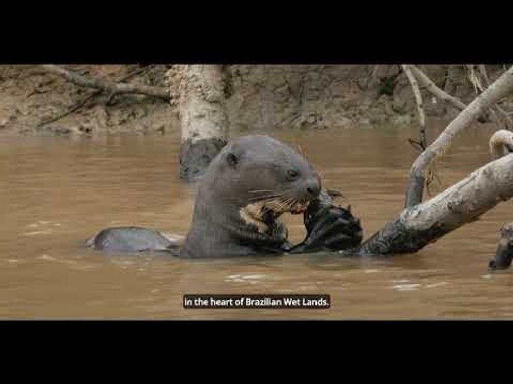 The Amolar - Abrace o Pantanal