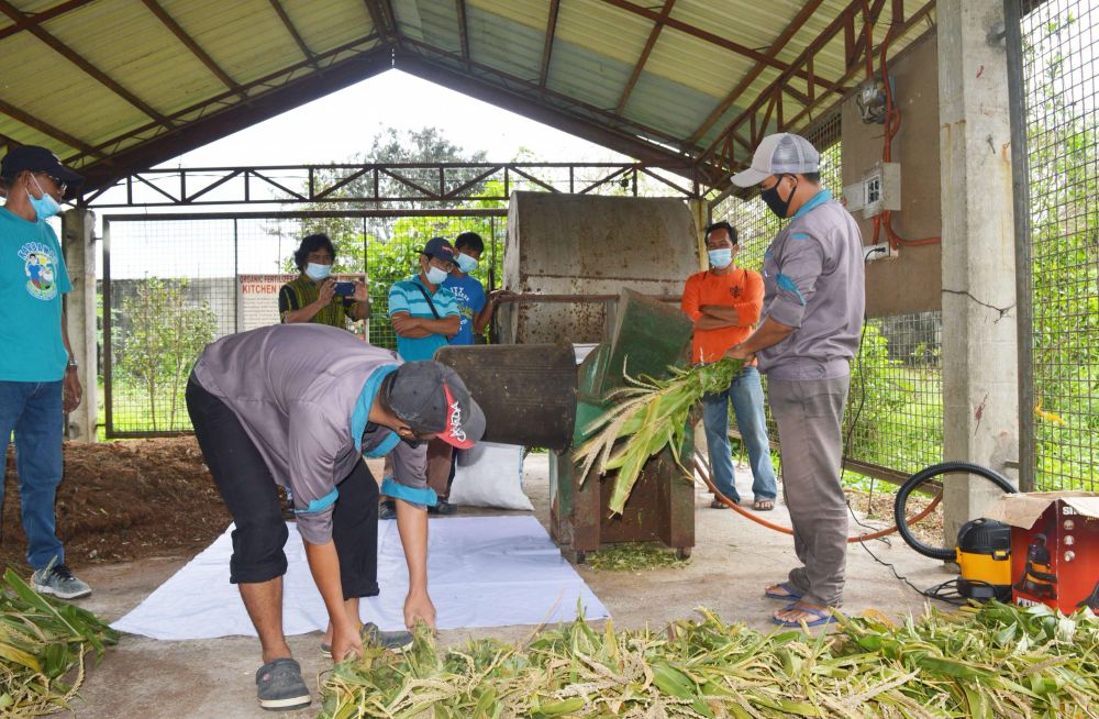 Corn silage making activities in Iloilo City, Philippines