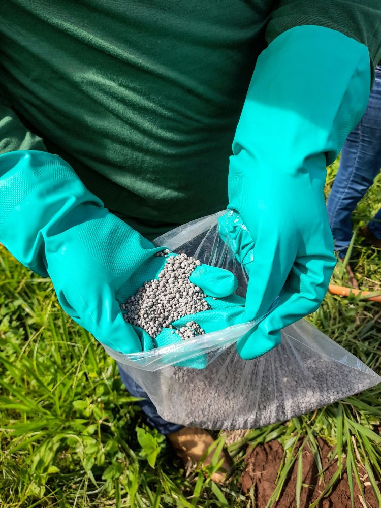 A farmer holding granular fertilizer