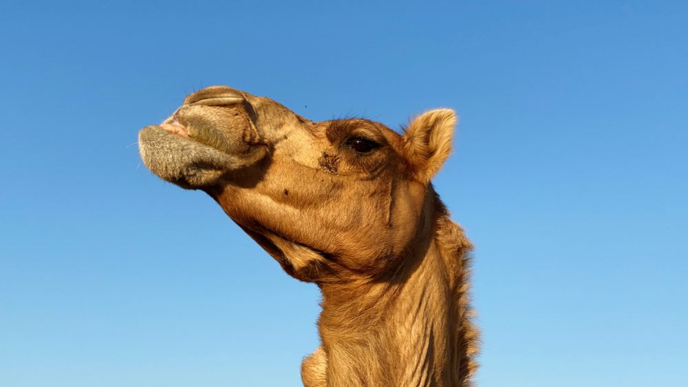 A portrait of a camel with a blue sky for a background.