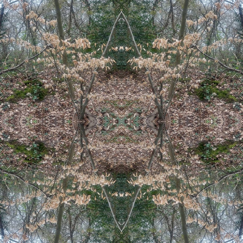 Branches in the forest close to the ground that has leaf litter on it, the colours are muted yellows, rich olive greens and browns. The image is reflected around the center point. The branches in the background create arches, and circles. The leaf covered branches create very unique shapes and the leaf litter on the floor creates deep patterns that spark many different ideas. Here we want you to think in waves, frequency of waves, ripples of waves, how gravity and wind move you and create forms of your wildest imagination. We love you and what you imagine you can see. We don't know what the image is showing us, that is the point. To interact with the way the brain predicts information.